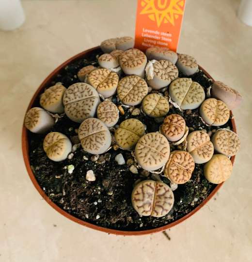 Lithops Bromfieldii Mix 8cm pot Cassandra's Plants