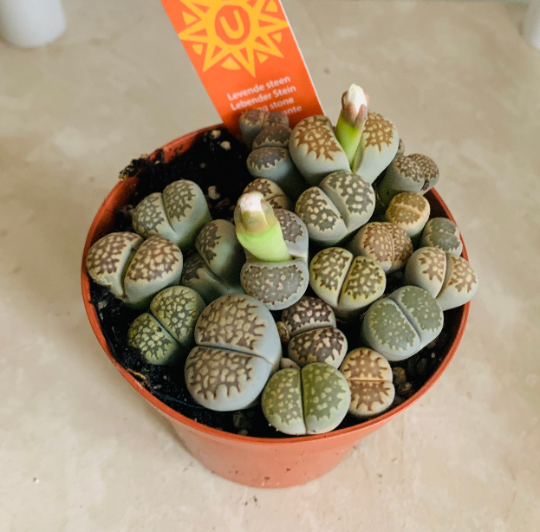 Lithops Salicola Cassandra's Plants