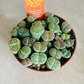 Lithops Julii ssp. Fulleri cv 'Fullergreen' Cassandra's Plants
