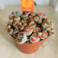 Lithops Karamontana var Mickbergensis ‘Top Red’ Cassandra's Plants