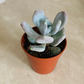 Pachyveria Opaline Cassandra's Plants