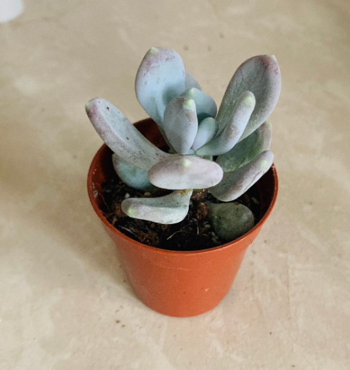 Pachyveria Opaline Cassandra's Plants