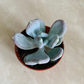 Pachyveria Opaline Cassandra's Plants