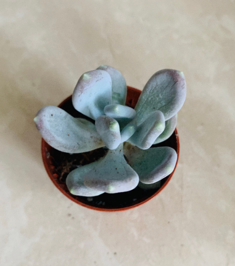 Pachyveria Opaline Cassandra's Plants