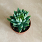 Sedeveria ‘Harry Butterfield’