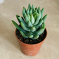 Sedeveria ‘Harry Butterfield’