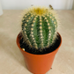 Parodia Magnifica in 5.5cm Pot Cassandra's Plants