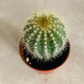 Parodia Magnifica in 5.5cm Pot Cassandra's Plants