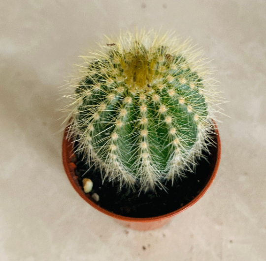 Parodia Magnifica in 5.5cm Pot Cassandra's Plants