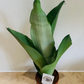 Sansevieria / Dracaena Trifasciata Moonshine Cassandra's Plants