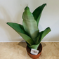 Sansevieria / Dracaena Trifasciata Moonshine Cassandra's Plants