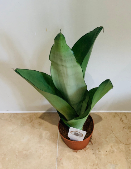 Sansevieria / Dracaena Trifasciata Moonshine Cassandra's Plants