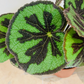 Begonia Masoniana Iron Cross 12cm Pot Cassandra's Plants