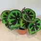 Begonia Masoniana Iron Cross 12cm Pot Cassandra's Plants