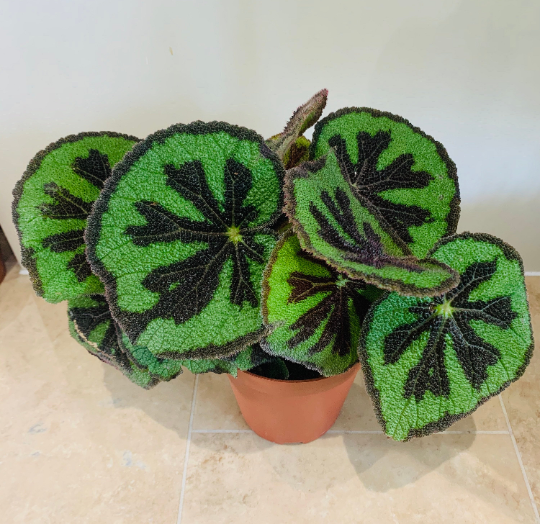 Begonia Masoniana Iron Cross 12cm Pot Cassandra's Plants