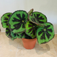 Begonia Masoniana Iron Cross 12cm Pot Cassandra's Plants