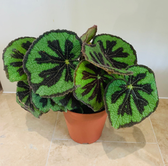 Begonia Masoniana Iron Cross 12cm Pot Cassandra's Plants