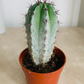 Polaskia Chichipe Cassandra's Plants