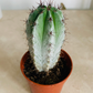 Polaskia Chichipe Cassandra's Plants