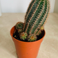 ﻿﻿Echinopsis Leucomalla 5.5cm Pot Cassandra's Plants