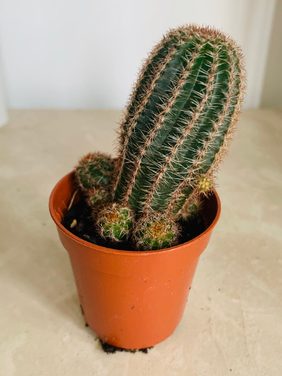 ﻿﻿Echinopsis Leucomalla 5.5cm Pot Cassandra's Plants