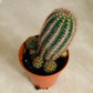 ﻿﻿Echinopsis Leucomalla 5.5cm Pot Cassandra's Plants