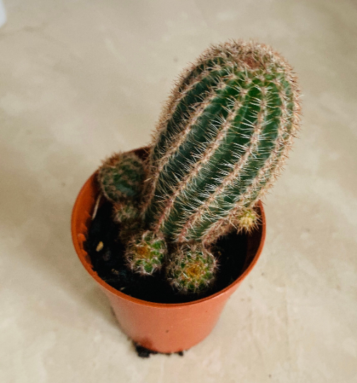﻿﻿Echinopsis Leucomalla 5.5cm Pot Cassandra's Plants