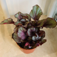 Begonia Rex Maori Haze 9cm Pot Cassandra's Plants