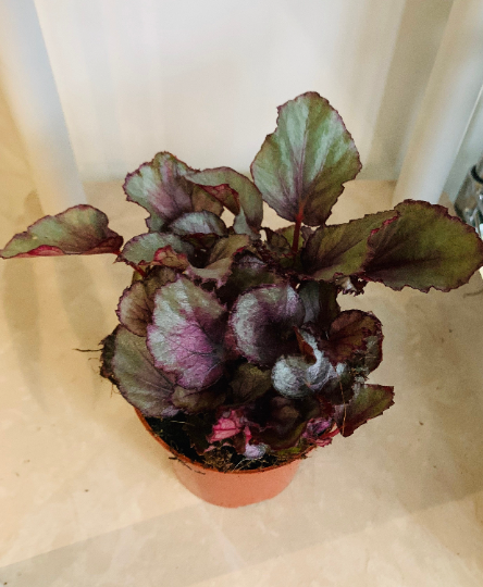 Begonia Rex Maori Haze 9cm Pot Cassandra's Plants