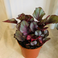 Begonia Rex Maori Haze 9cm Pot Cassandra's Plants
