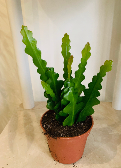 Epiphyllum Anguliger Fishbone Cactus 9cm Pot Cassandra's Plants