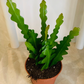 Epiphyllum Anguliger Fishbone Cactus 9cm Pot Cassandra's Plants