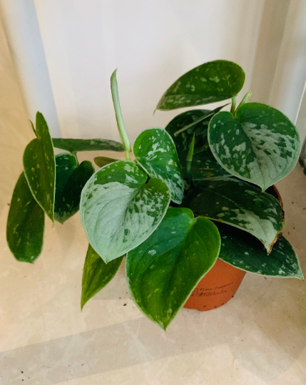Scindapsus Pictus Silvery Ann Cassandra's Plants