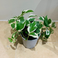 Epipremnum Aureum 'Njoy' Pothos Cassandra's Plants