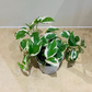 Epipremnum Aureum 'Njoy' Pothos 12cm Pot Cassandra's Plants