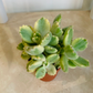 Cotyledon Tomentosa ssp. Tomentosa Variegata 5.5cm pot Cassandra's Plants