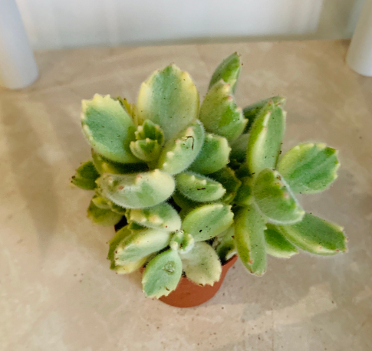 Cotyledon Tomentosa ssp. Tomentosa Variegata 5.5cm pot Cassandra's Plants