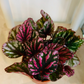 Begonia Rex Indian Summer 9cm Pot Cassandra's Plants