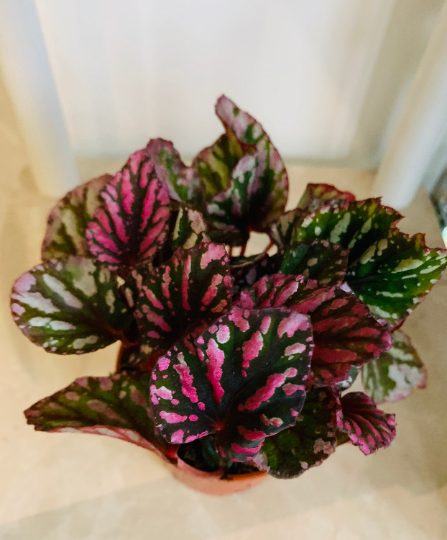 Begonia Rex Indian Summer 9cm Pot Cassandra's Plants