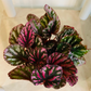 Begonia Rex Indian Summer 9cm Pot Cassandra's Plants