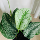 Scindapsus Pictus Exotica Cassandra's Plants