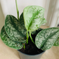 Scindapsus Pictus Exotica Cassandra's Plants