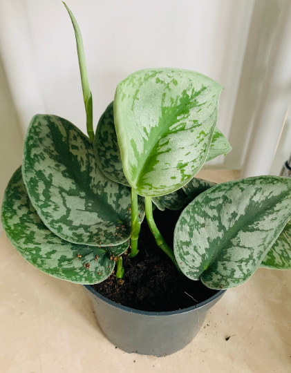 Scindapsus Pictus Exotica Cassandra's Plants