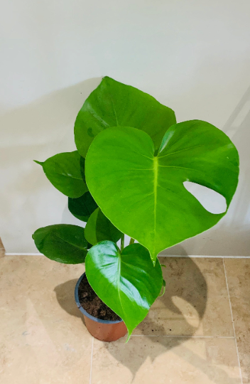 Monstera Deliciosa Cassandra's Plants