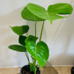 Monstera Deliciosa Cassandra's Plants