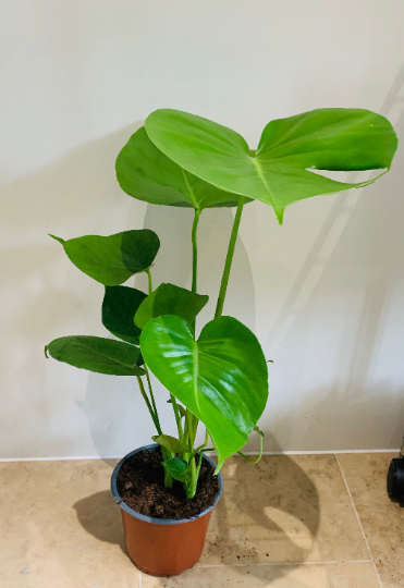 Monstera Deliciosa Cassandra's Plants