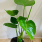 Monstera Deliciosa Cassandra's Plants