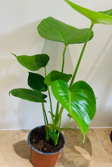 Monstera Deliciosa Cassandra's Plants