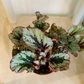 Begonia Rex Lambada 9cm Pot Cassandra's Plants
