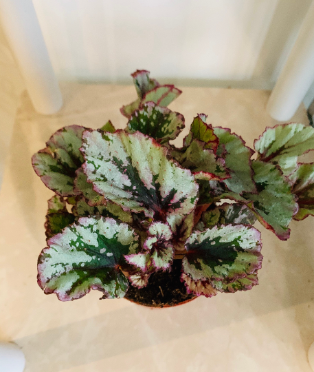 Begonia Rex Lambada 9cm Pot Cassandra's Plants